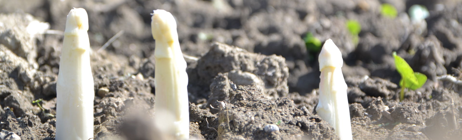 Headerbild der Seite