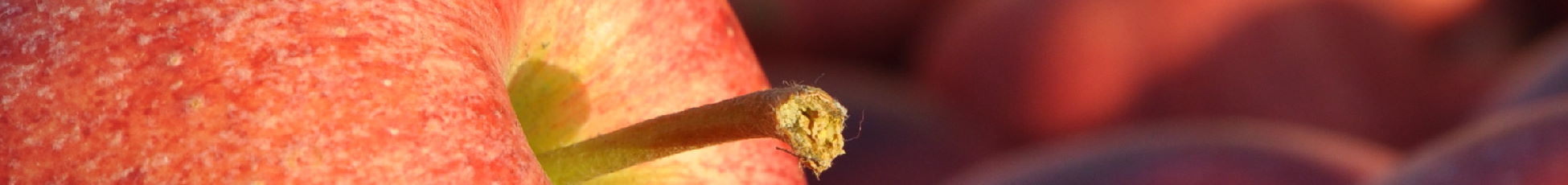 Headerbild der Seite